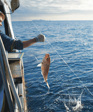 A person pulling a fish out of the ocean on a fishing line