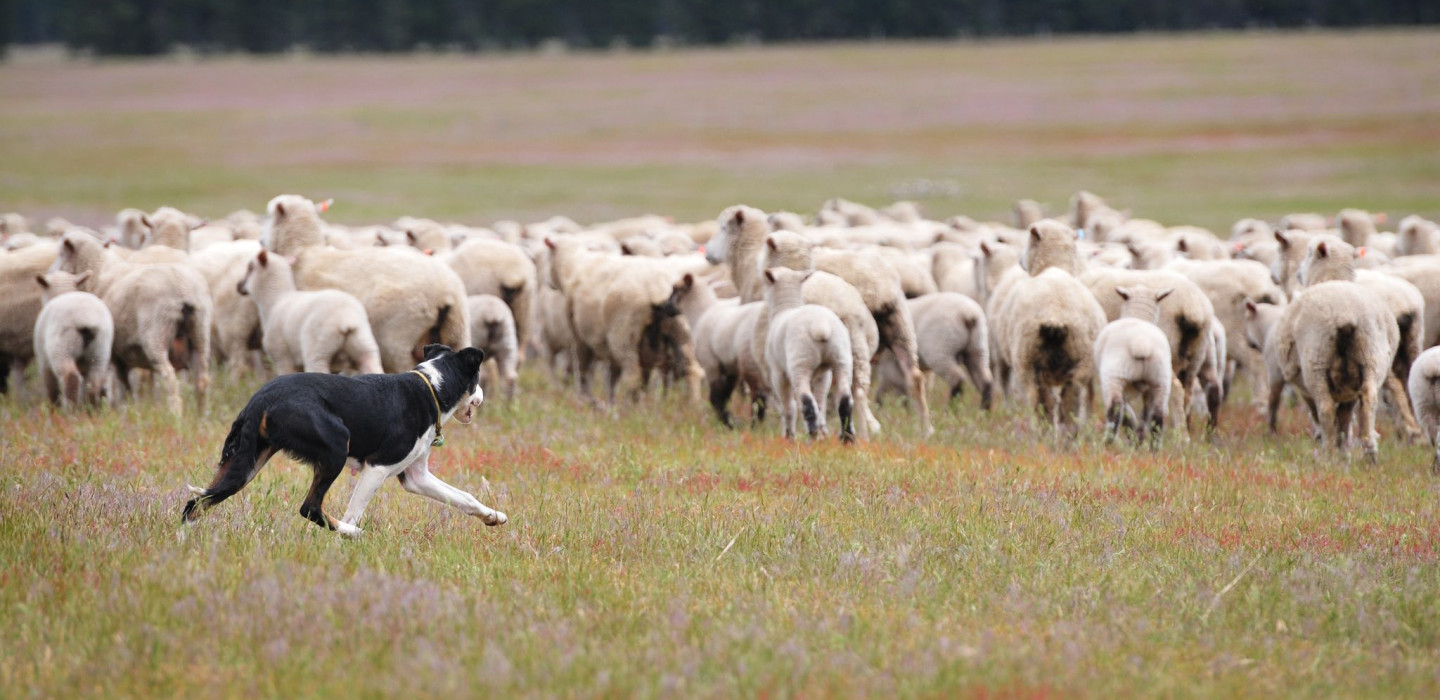 A sheepdog rounds-up sheep in a field