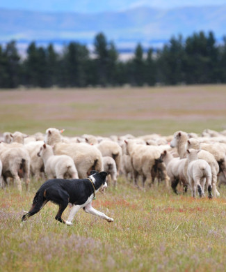 A sheepdog rounds-up sheep in a field