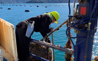 A person hauls in a line of mussels 