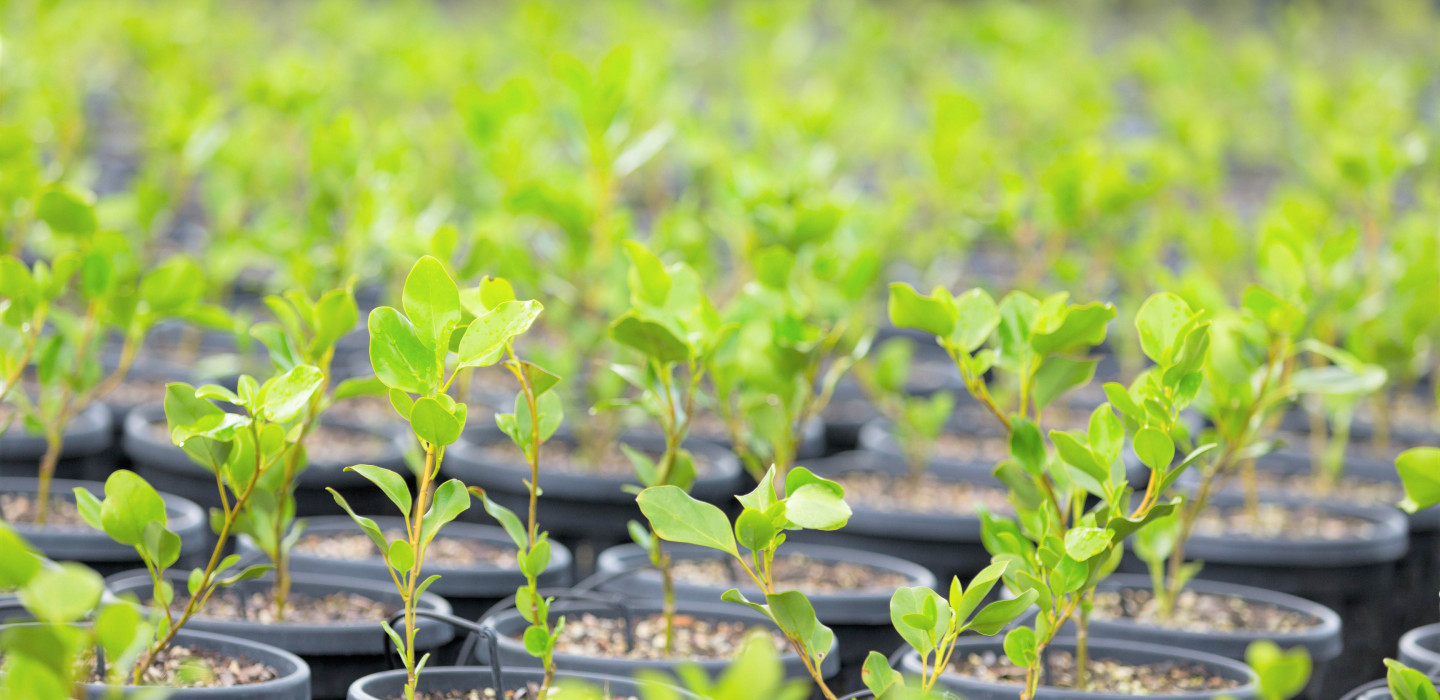 Rows of small plants growing in pots