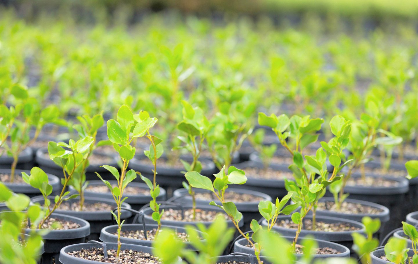 Rows of small plants growing in pots