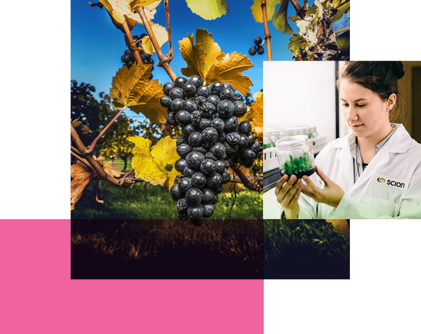 A young woman in a lab coat looks at plants growing in a container