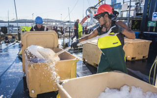 Two people pack salmon into large containers - they're throwing ice into the containers 