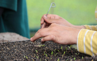 Close up of hands placing seeds into a seed tray.