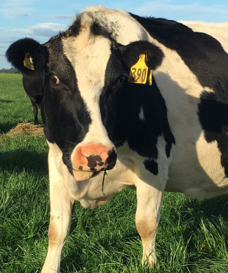 A dairy cow in a field