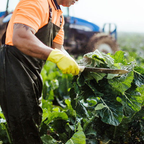 A man cuts lettuce in a field