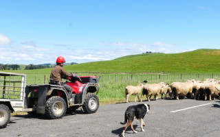 A man on a quad bike herds sheep with his dog