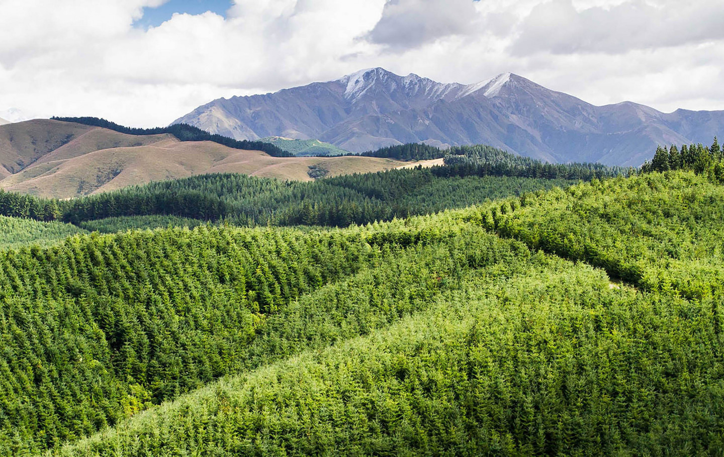 A landscape image of trees with mountains in the background