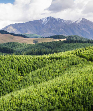 A landscape image of trees with mountains in the background