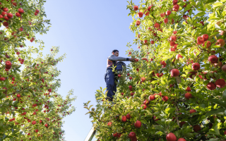 A man on a ladder picks apples off a tree