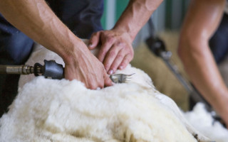 A person shearing a sheep
