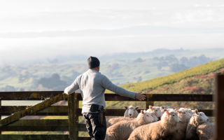 A man closes a gate behind a flock of sheep